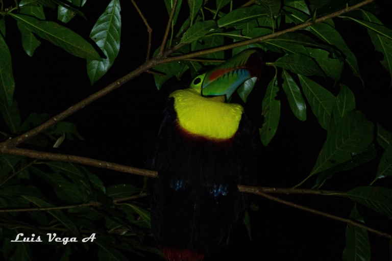 Monteverde : Voyage des merveilles nocturnesVisite privée des merveilles nocturnes à Monteverde
