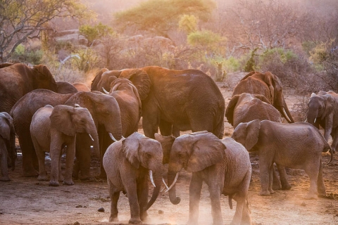 Nairobi: Park Narodowy Nairobi i wycieczka do sierocińca słoni