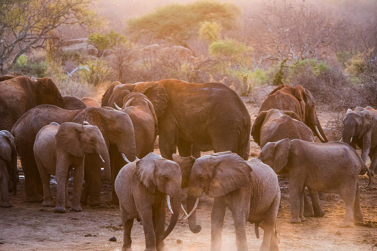 Nairobi: Park Narodowy Nairobi i wycieczka do sierocińca słoni