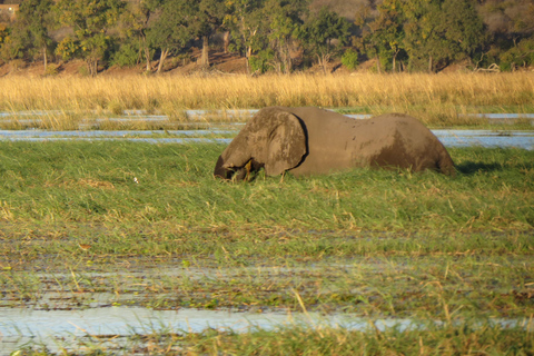Victoria Falls: 2-Day Safari & Stargazing Experience