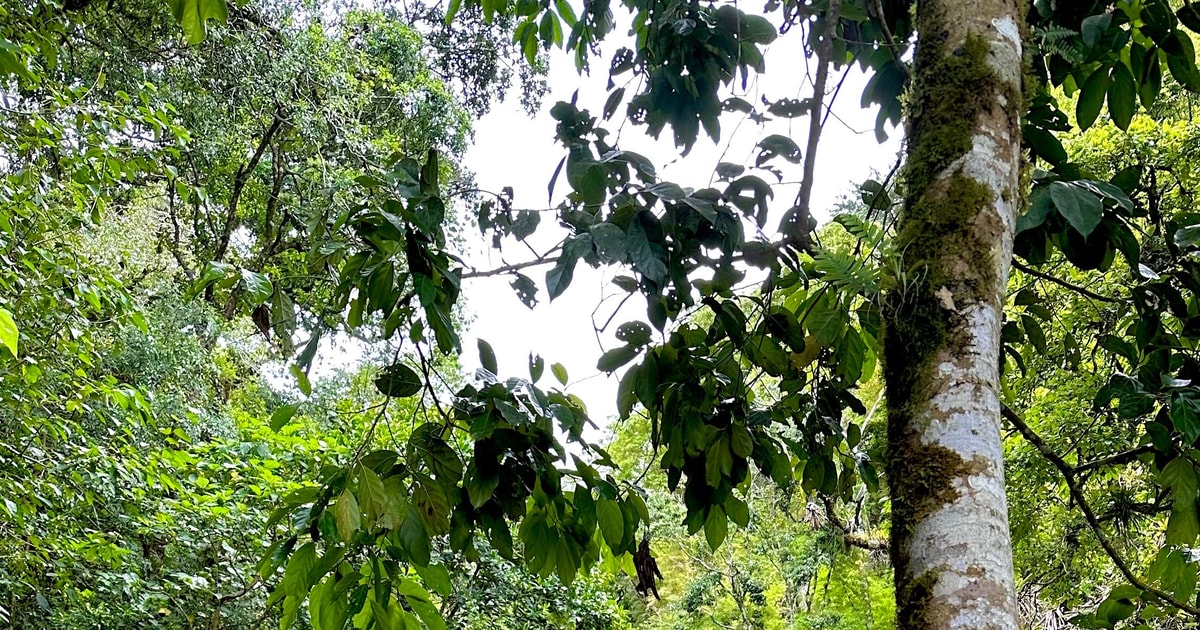 Pico Blanco Hike Breathtaking scenery One Day Tour GetYourGuide