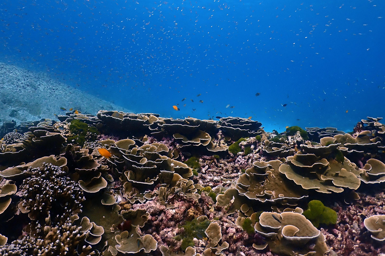 L&#039;ÎLE DE SIMILAN EN BATEAU RAPIDE DEPUIS PHUKET