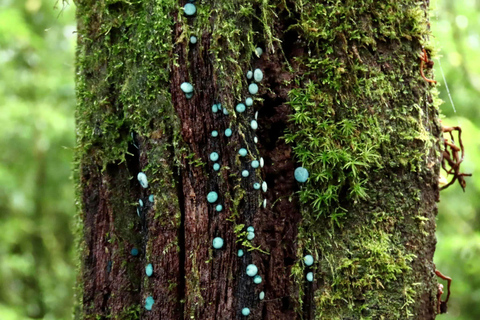 Doi Inthanon e Kew Mae Pan: Natura, cultura e avventura