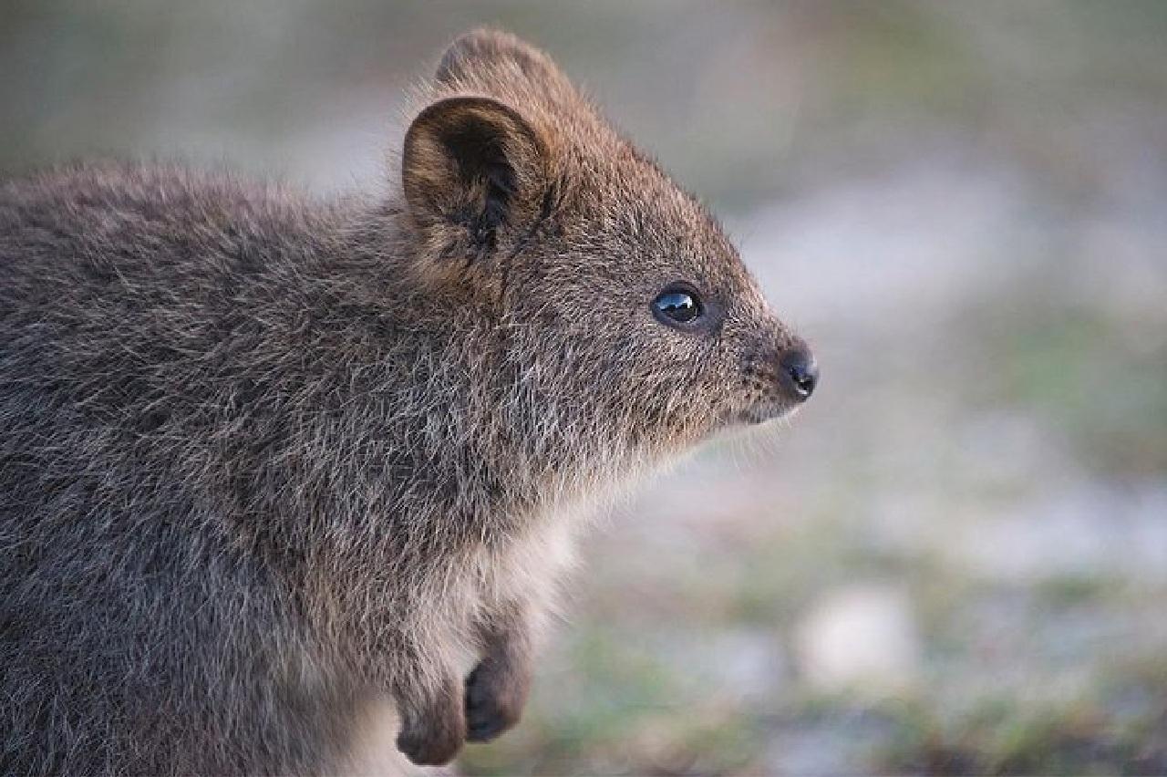 Rottnest Island 1.75 Hour Bayseeker Island Tour