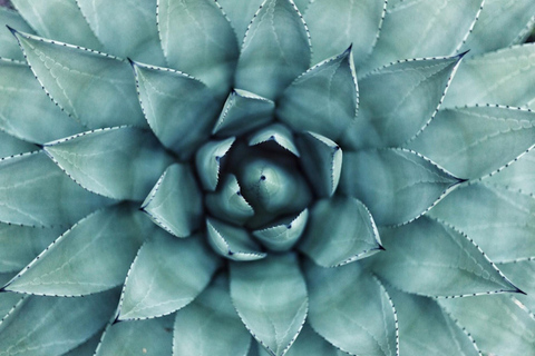 Visita guiada a Cancún: yacimiento arqueológico de El Meco, Cartas y compras