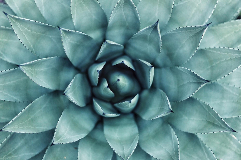 Visita guiada a Cancún: yacimiento arqueológico de El Meco, Cartas y compras