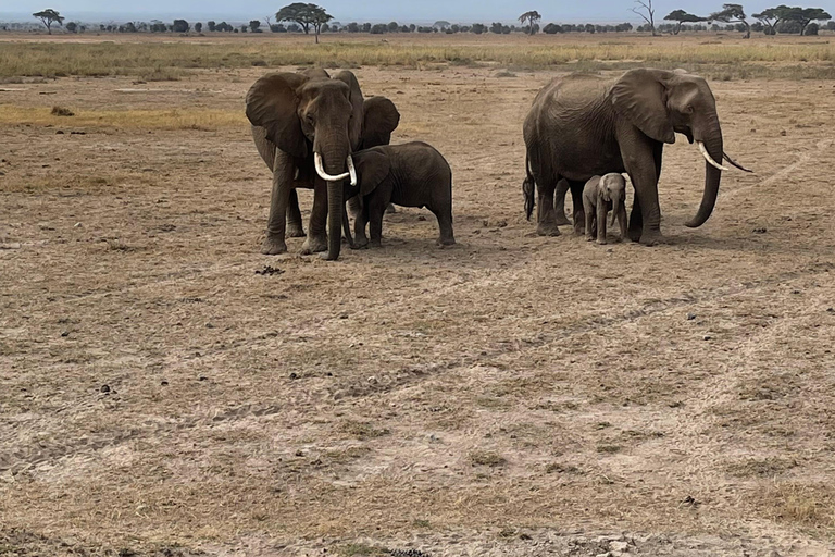 Nairobi : Safari de 3 jours dans la réserve nationale du Masai Mara