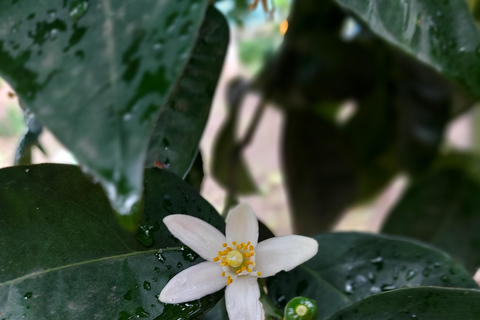 Sorrente : visite d'un jardin de citrons et dégustation de confitures