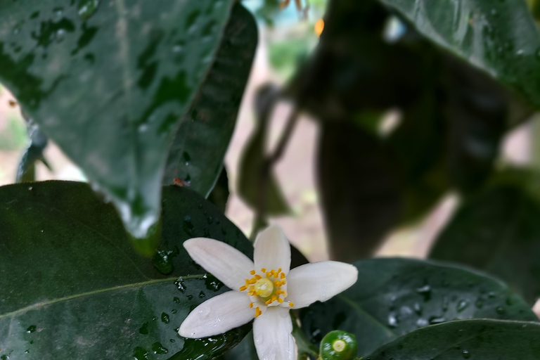 Sorrente : visite d'un jardin de citrons et dégustation de confitures