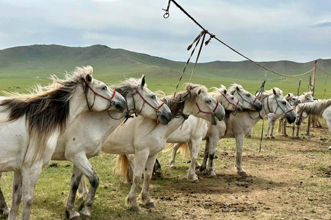 Ulaanbaatar: Mini Naadam Festival Entry Ticket