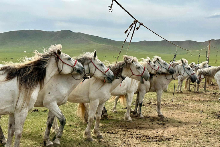 Ulaanbaatar: Mini Naadam Festival Entry Ticket