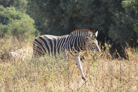 Hwange National Park & Victoria Falls 4-Day Safari Tour