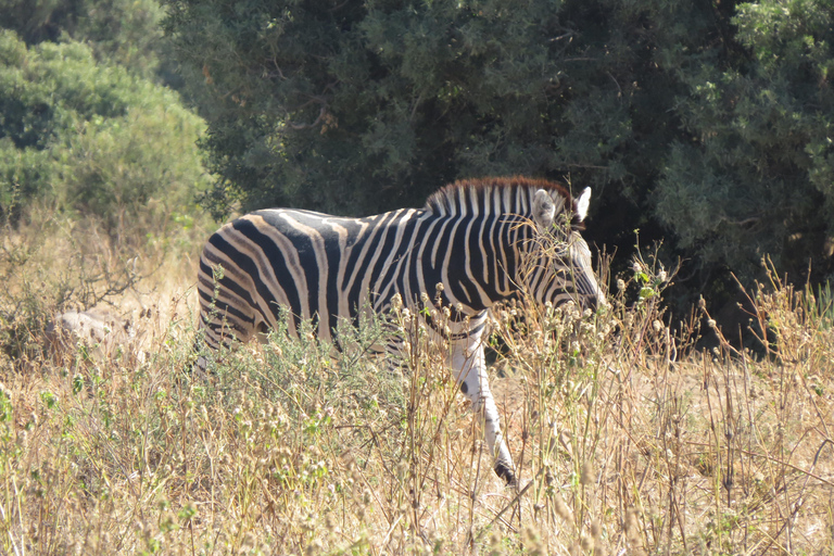 Hwange National Park & Victoria Falls 4-Day Safari Tour