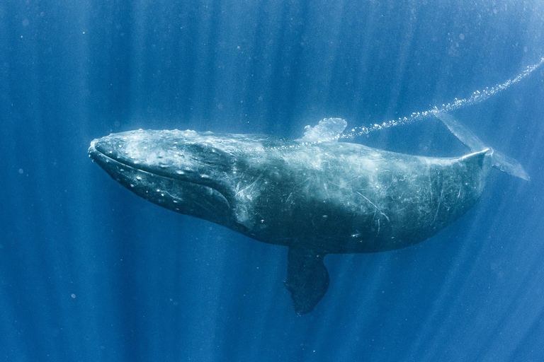Gold Coast: rejs z obserwacją wielorybów i wstęp do Sea World