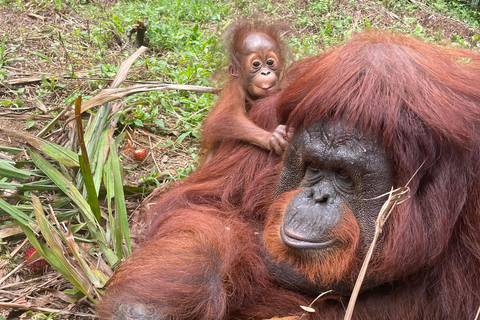Penang: Orangutan Sanctuary and George Town Private Tour