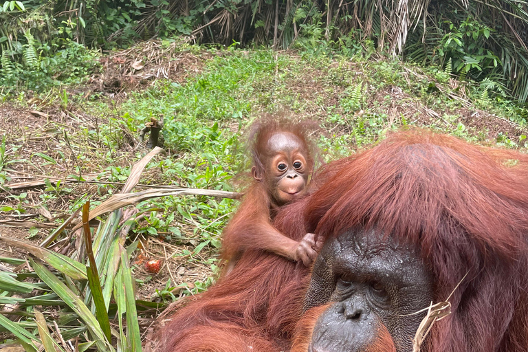 Penang: Orangutan Sanctuary and George Town Private Tour
