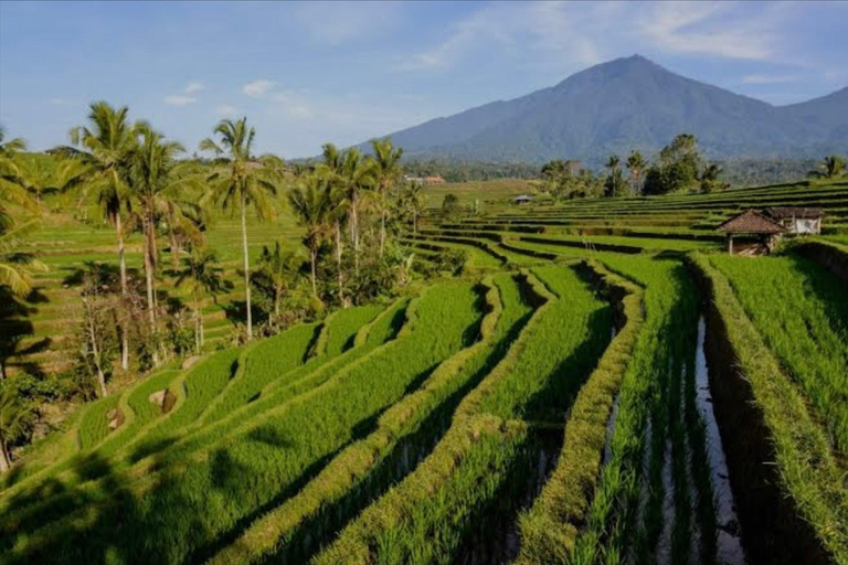 Bali: Bali Swing, Monkey Forest, Rice Terrace, Waterfall Private tour without entry ticket