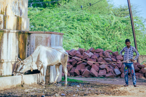 Jaipur: Cow Dung Wall Application Workshop