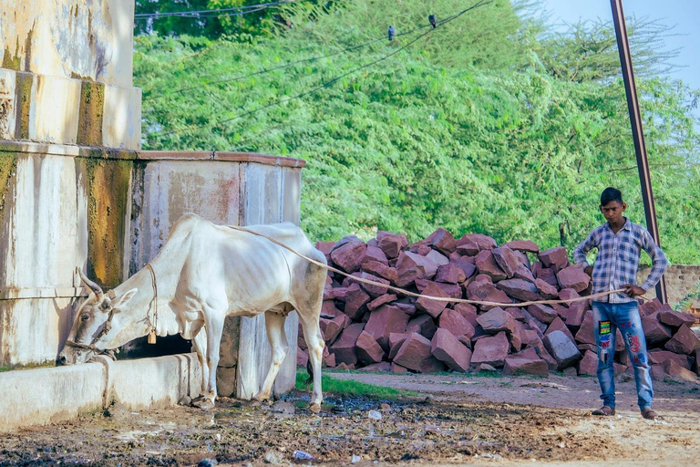 Jaipur: Cow Dung Wall Application Workshop