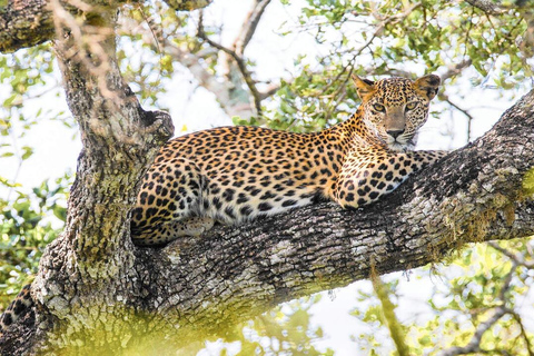 Sri Lanka: 12-tägige Tour mit Entdeckung des reichen Erbes