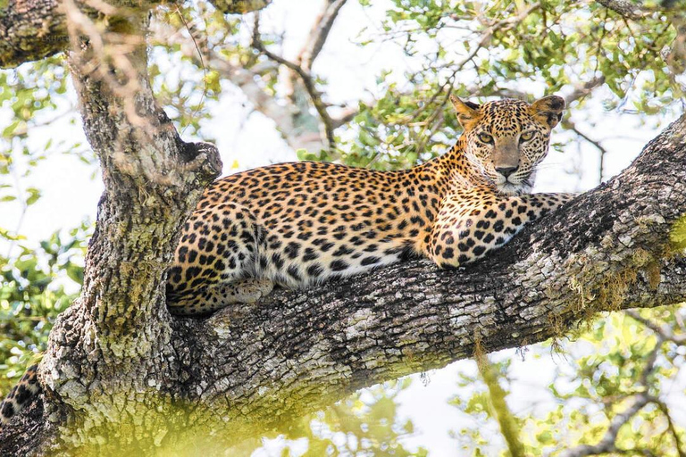 Sri Lanka : Circuit de 12 jours avec découverte du riche patrimoine