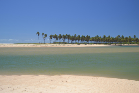 Salvador North Shore: Beach Hopping Tour to Praia do Forte
