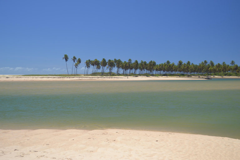 Salvador North Shore: Beach Hopping Tour to Praia do Forte
