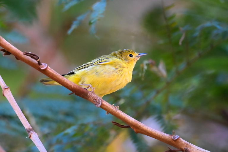 San José: Birdwatching Tour with Guide and Scope Private Birdwatching Tour