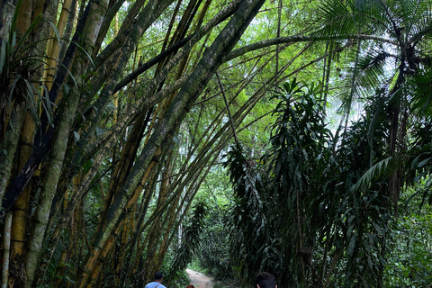 Paraty: Serra da Bocaina National Park Guided Hike