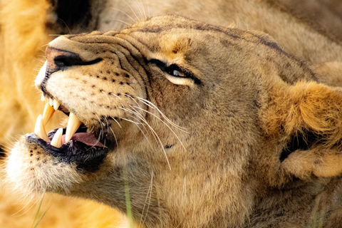 Nairobi National Park: begeleide gamedrive bij zonsopgang of zonsondergang