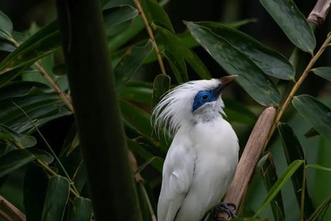 Bali: Bird Park and Ubud Art Village Day Trip