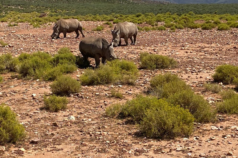 Aquila Game Reserve, V&amp;A Waterfront, transport et déjeuner