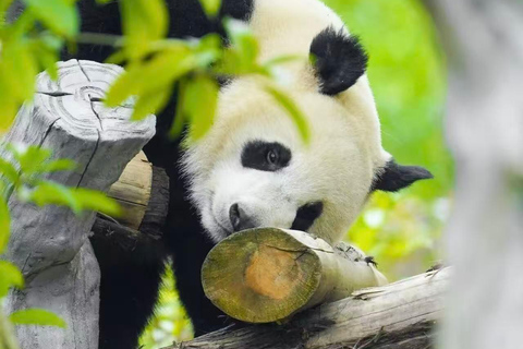 Chengdu: Giant Panda Breeding Research Base Ticket Chengdu: Giant Panda Base Entry Ticket