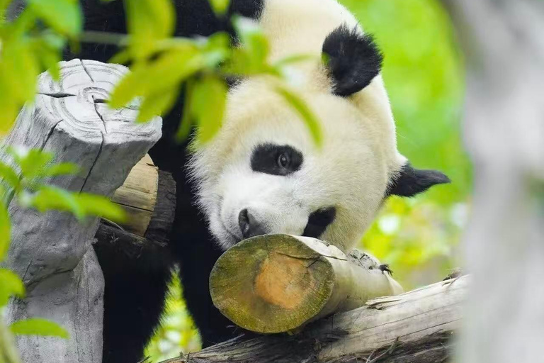 Chengdu: Giant Panda Breeding Research Base Ticket Chengdu: Giant Panda Base Entry Ticket