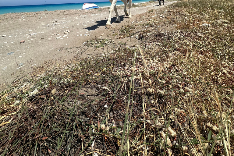 Rodos: Wycieczka konna ze zdjęciami cyfrowymiJazda konna o zachodzie słońca na plaży