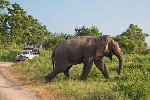 Sigiriya: Minneriya National Park Elephant Gathering Safari Non Private Jeep Safari in Morning or Evening