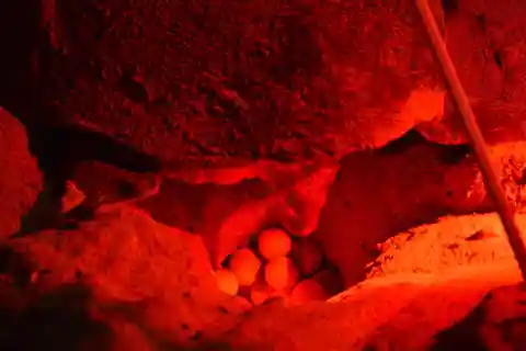 Sal Island: Turtle Watching Experience