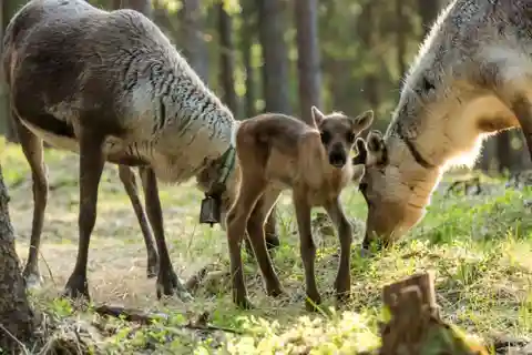 Visita a uma quinta de verão com renas numa quinta com 200 anos em Rovaniemi