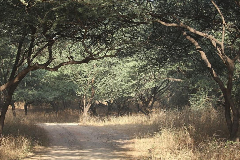 From Delhi: Full-Day Jaipur Tour with Jhalana Safari Tour with Transportation and Guide only