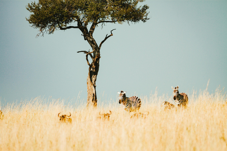 Arusha : Safari de luxe de 4 jours dans le Tarangire, le Serengeti et le Cratère