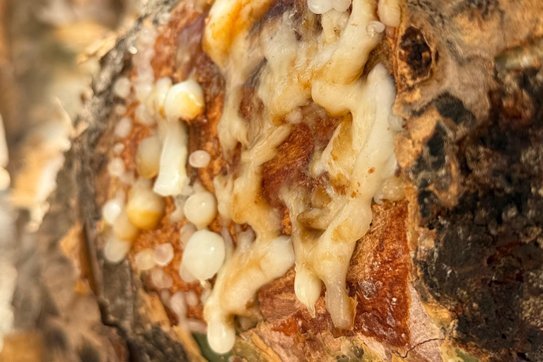 Salalah: Empty Quarter Desert Adventure to Hashman Dunes