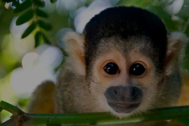 Iquitos: aventura de 6 días en la selva amazónica con comidas incluidas.Iquitos: aventura de 6 días por la selva amazónica con comidas incluidas