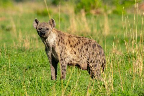 6-dniowe safari po dzikiej przyrodzie Ugandy Savanah