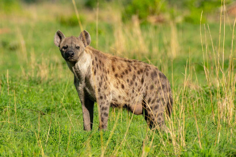 Safari de 6 días por la sabana de Uganda