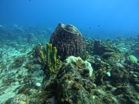 Reserve Cousteau, Scuba diving and snorkeling - Housity