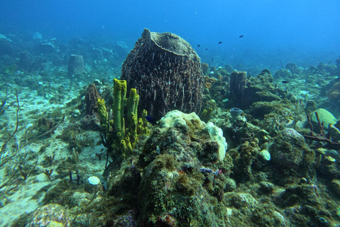 Riserva Cousteau: Immersioni e snorkeling