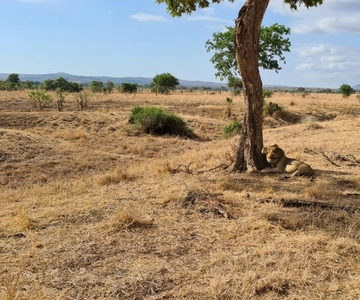Da Dar Es Salaam: Safari nel Parco Nazionale di Mikumi