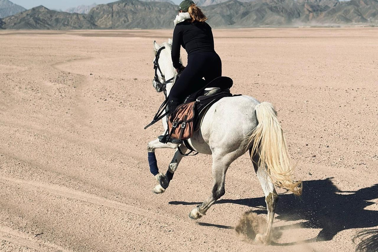 الغردقة: جولة ركوب الخيل في الصحراء والبحر مع خيار السباحةجولة لمدة ساعتين لركوب الخيل بدون السباح