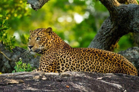 From Riu Hotel: Yala National Park Private Safari day trip