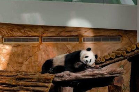 Al Khor: Panda House Visit with Transportation from Doha